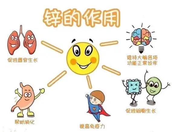 全自動丝瓜成人短视频生產廠家提示人體內的鋅元素有哪些作用？